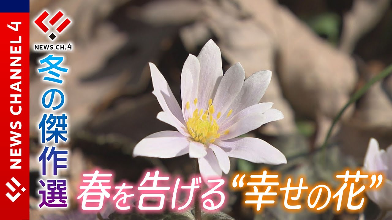 雪深き山里に 春を告げる“幸せの花”をさがす＜NEWS CH.4＞