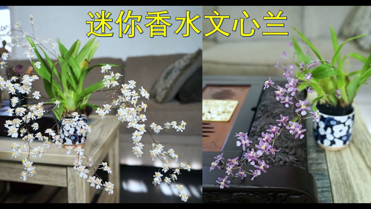 迷你香水文心兰 | 文心兰种植与养护