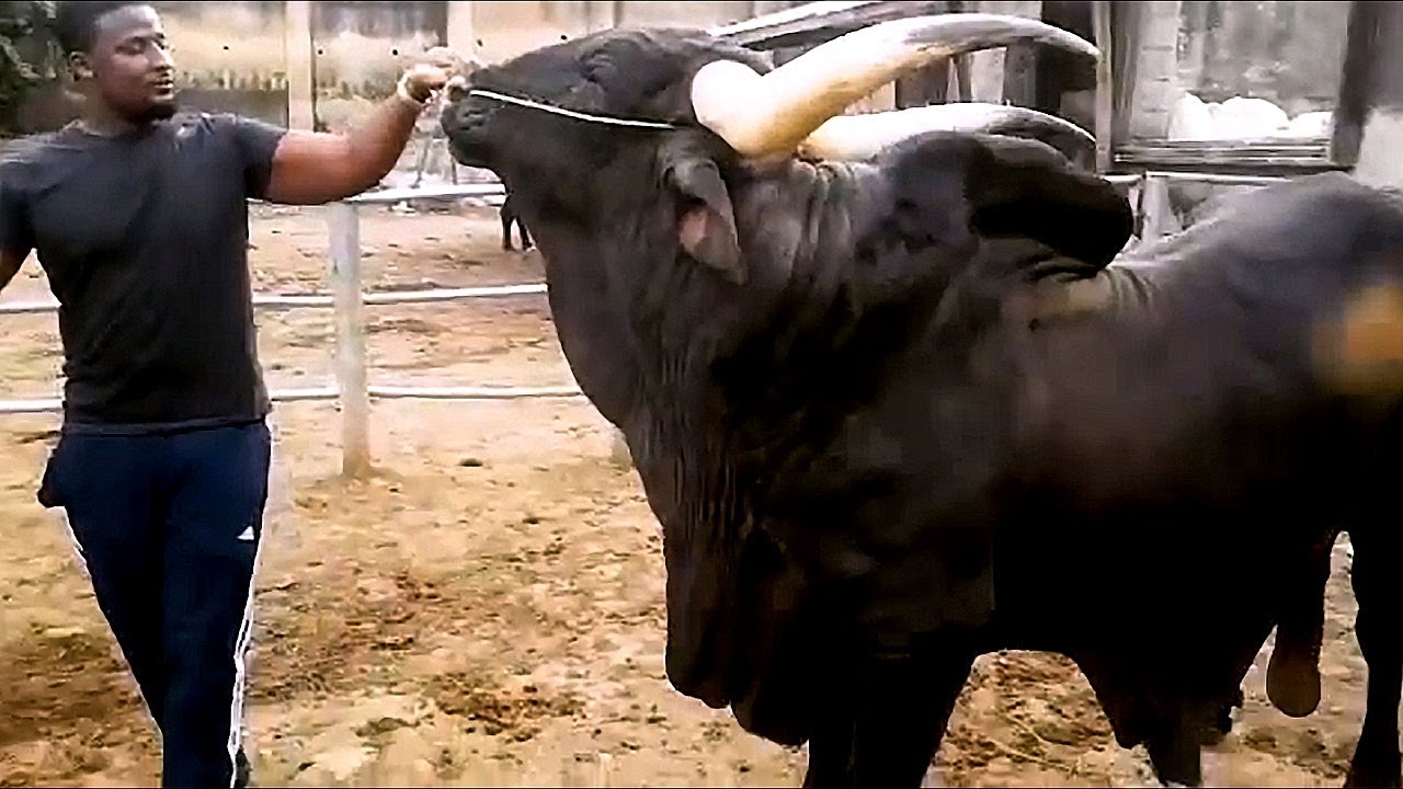 Bulls of Kuri, Red Bororo & Gudali breed from African continent