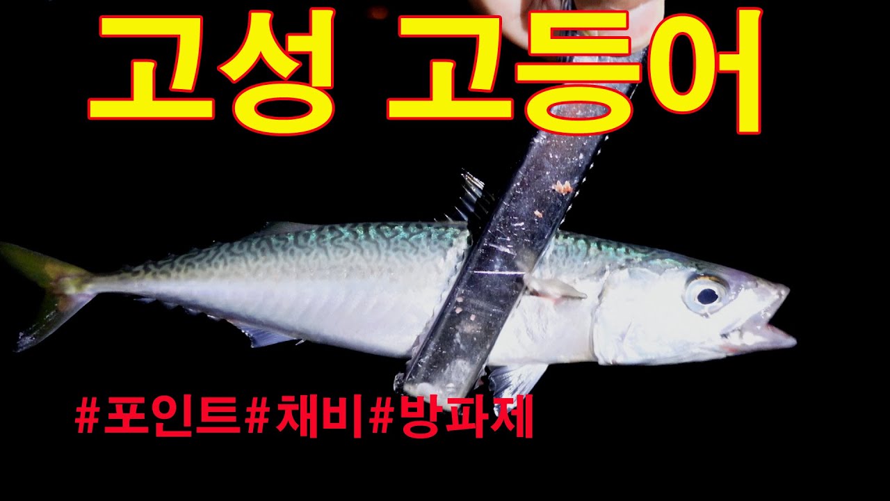 고등어 방파제낚시 시알좋은 시장고등어가 엄청나옵니다.손맛보세요~