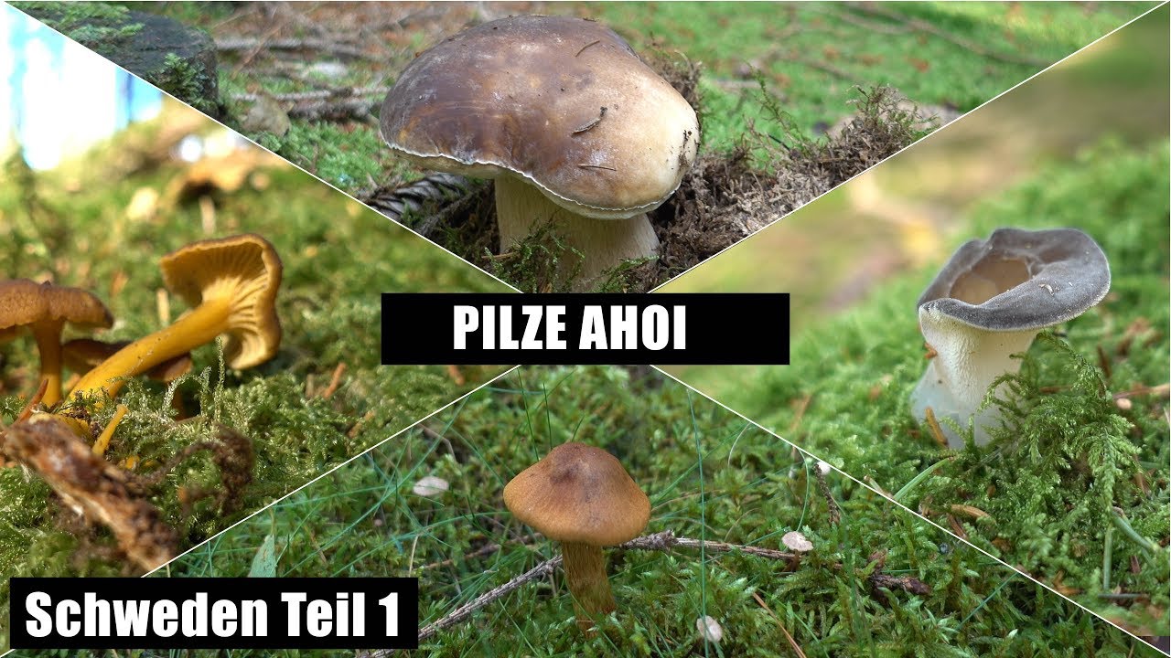 Pilze in Schweden - wir laufen uns warm