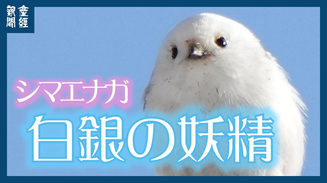 【探訪】雪玉飛んだ・・・白銀の妖精 シマエナガ