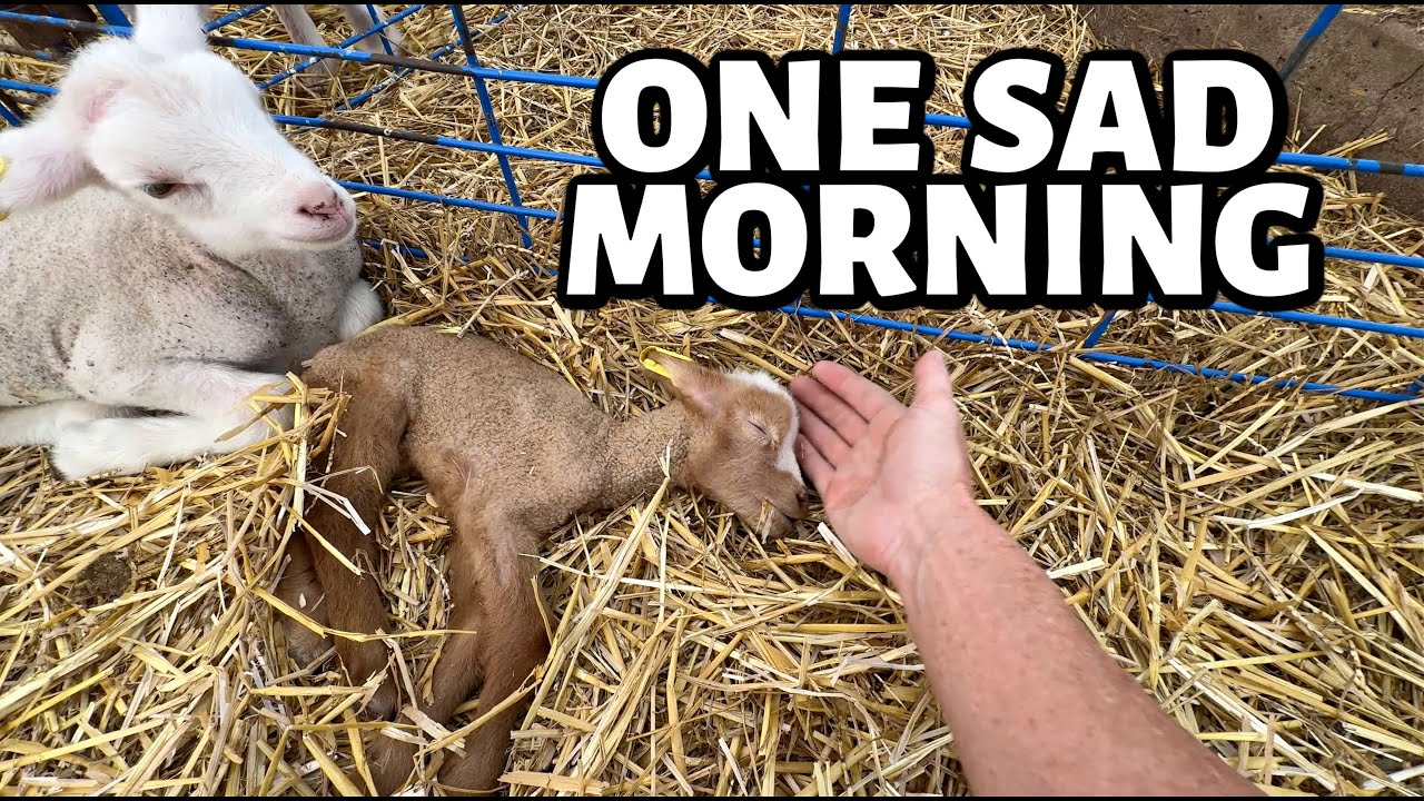 Our THREE POUND lamb fought the good fight... ~ Summer Lambing 2025
