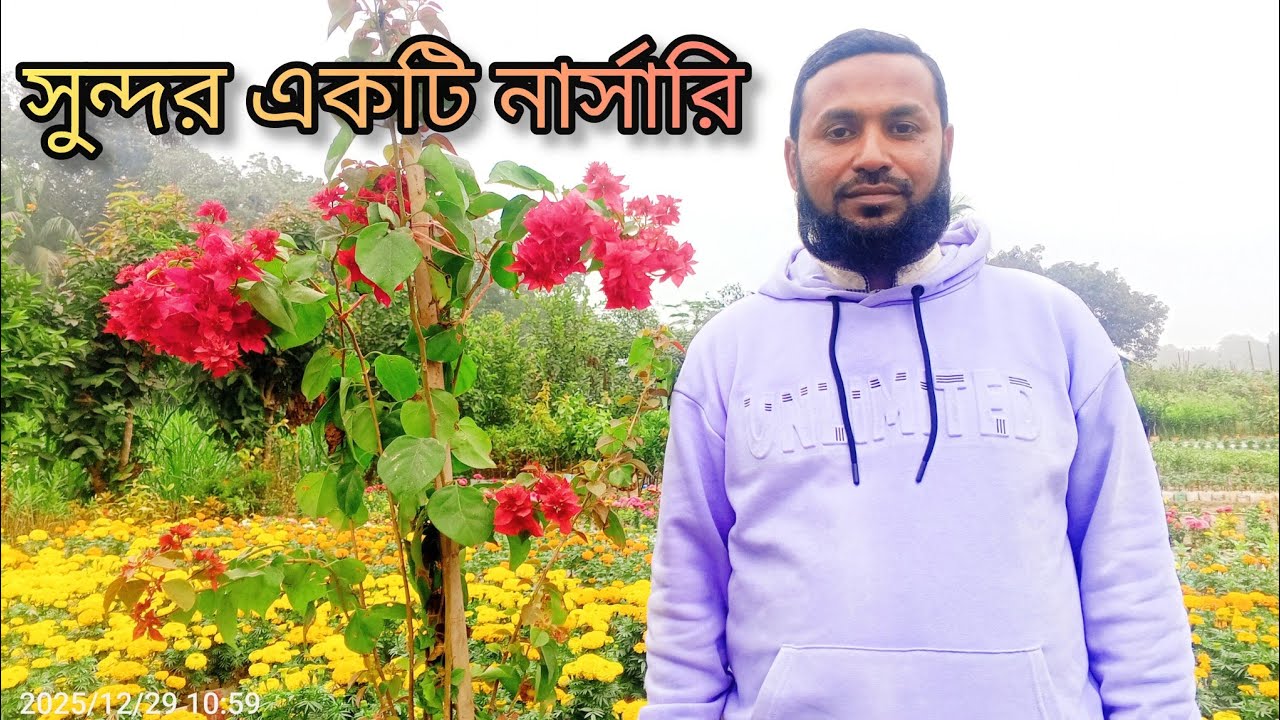 আল-কুরআনে বর্ণিত যায়তুন গাছ যে নার্সারিতে পাওয়া যাবে। chatul blog. Ali Ahmed