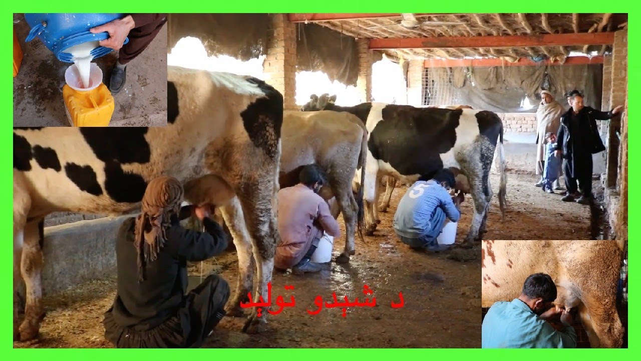 د غواګانو فارم او روزانه د ۴۰۰ کېلو شېدو تولېد