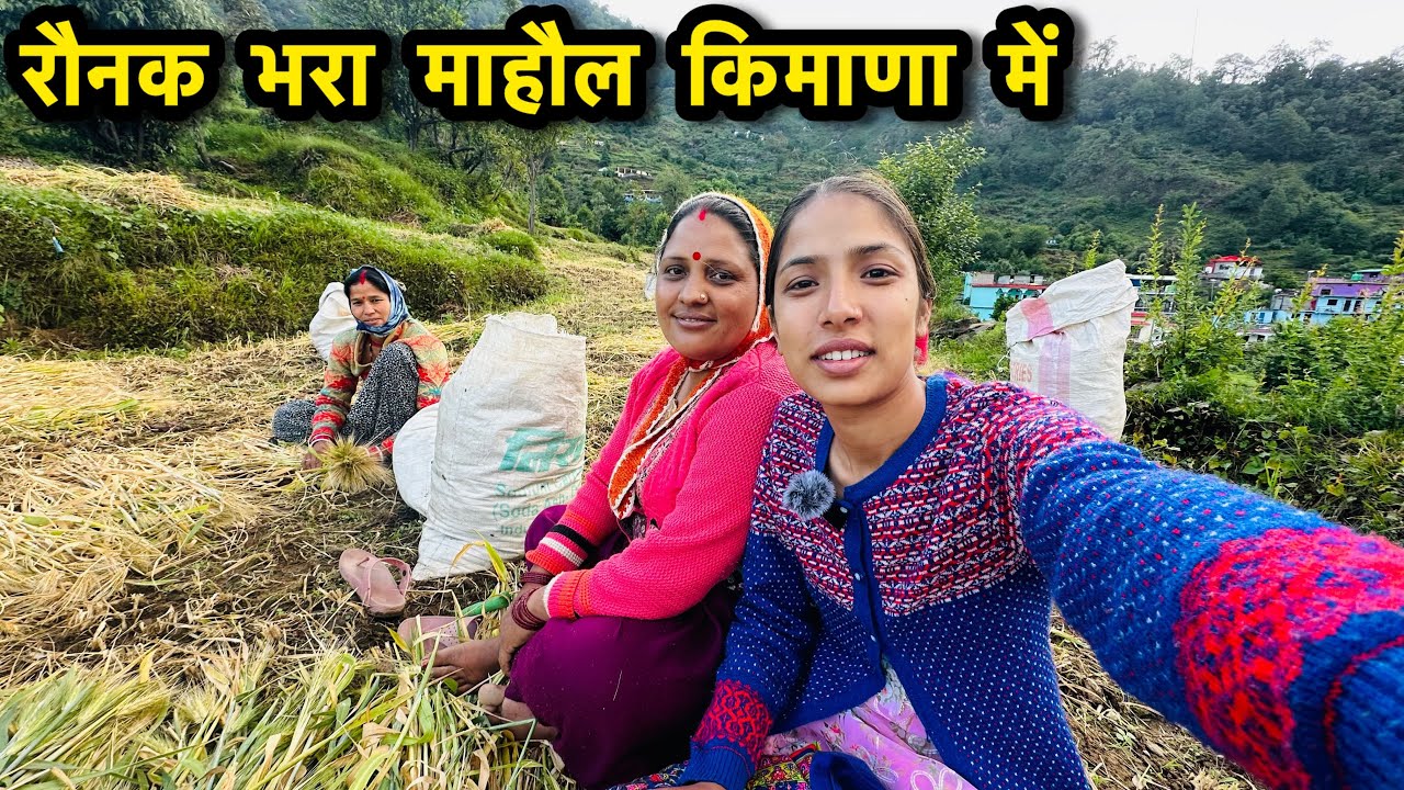 किमाणा मोहल्ले पहुंचते ही खेतों में जौ की कटाई  || Pahadi Lifestyle Vlog || Arti Uttarakhand Wali ||