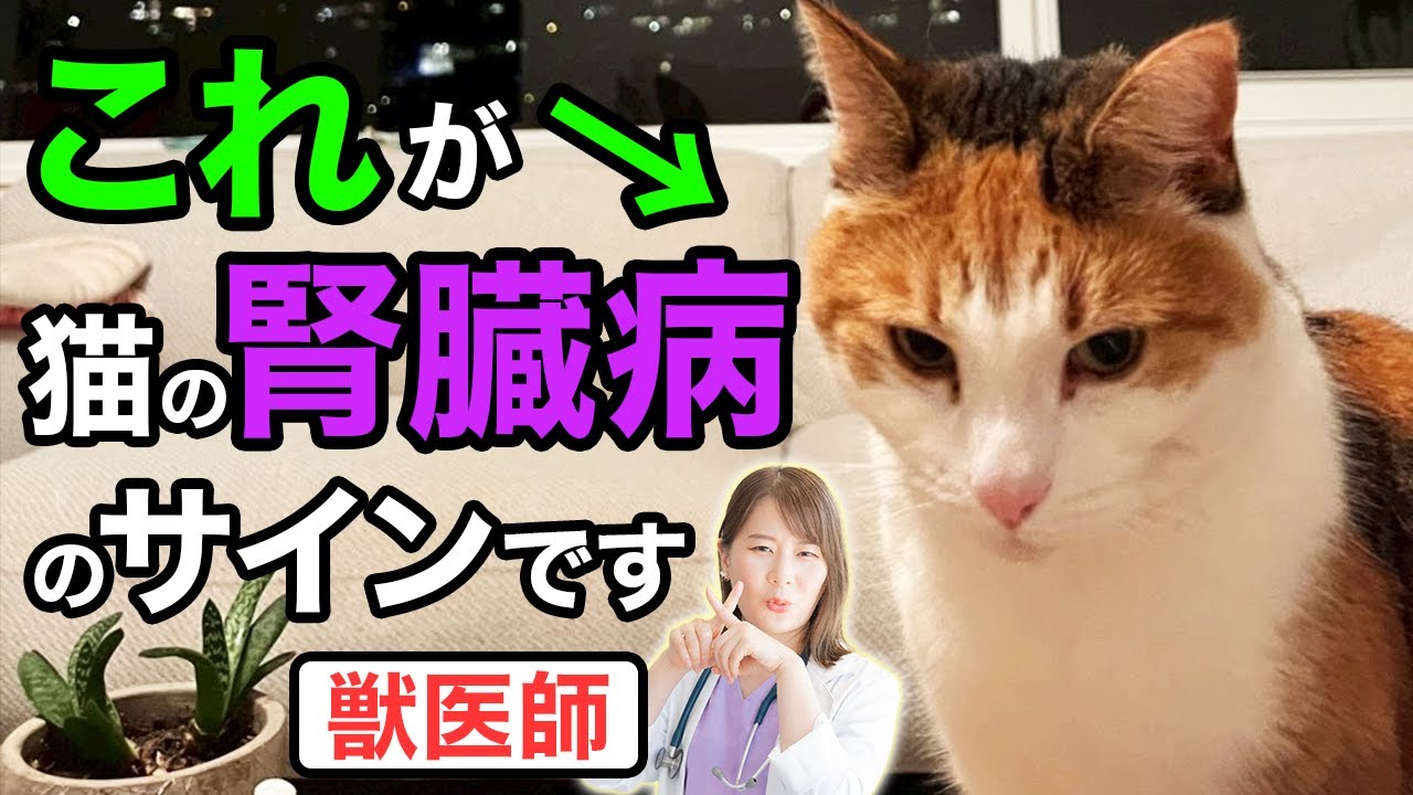 【猫の腎臓病】知らないとヤバい！サイン・治療・AIM・予防法の全てを獣医師が完全解説します