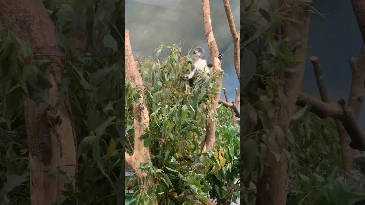 Koala&rsquo;s Hobby.,eating Eucalyptus tree