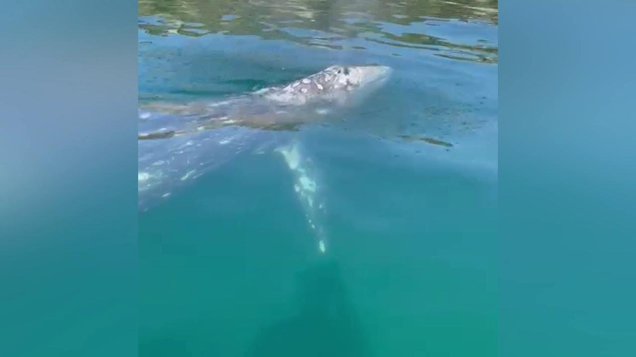 Bacoli, la balena sfiora il gommone e si lascia accarezzare, l'incontro è commovente
