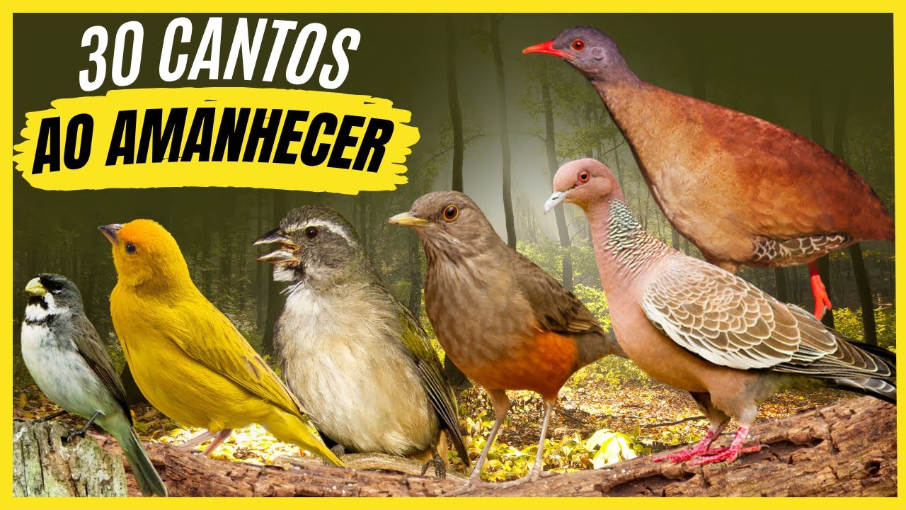 30 Cantos de Aves Que Encantam o Amanhecer Sons Para Começar Bem o Dia