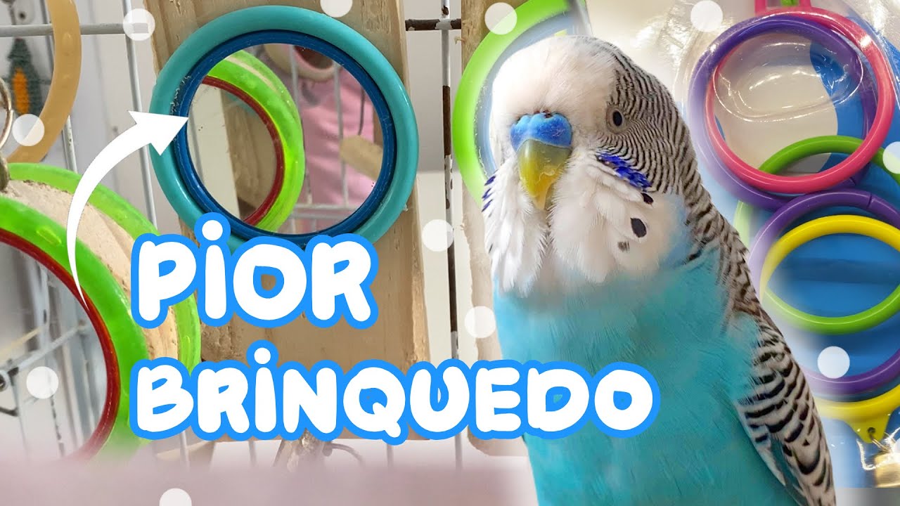 PIORES BRINQUEDOS E ACESSÓRIOS PARA AVES - Periquitos Australianos | Batatube
