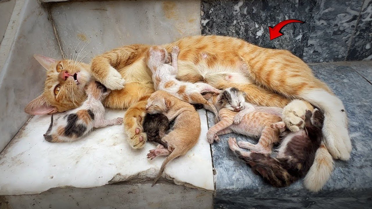 A Scared Mother Cat Comes Back for Help — One Nice Person Changed Everything