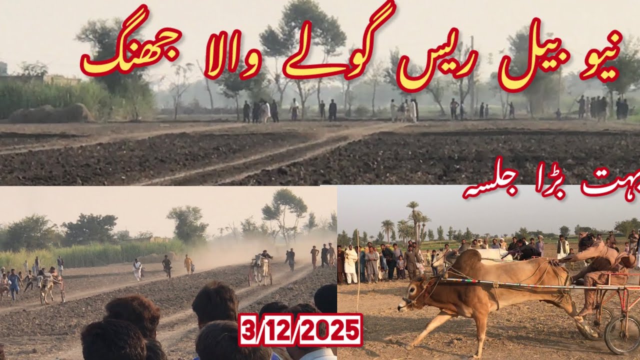 New bull race