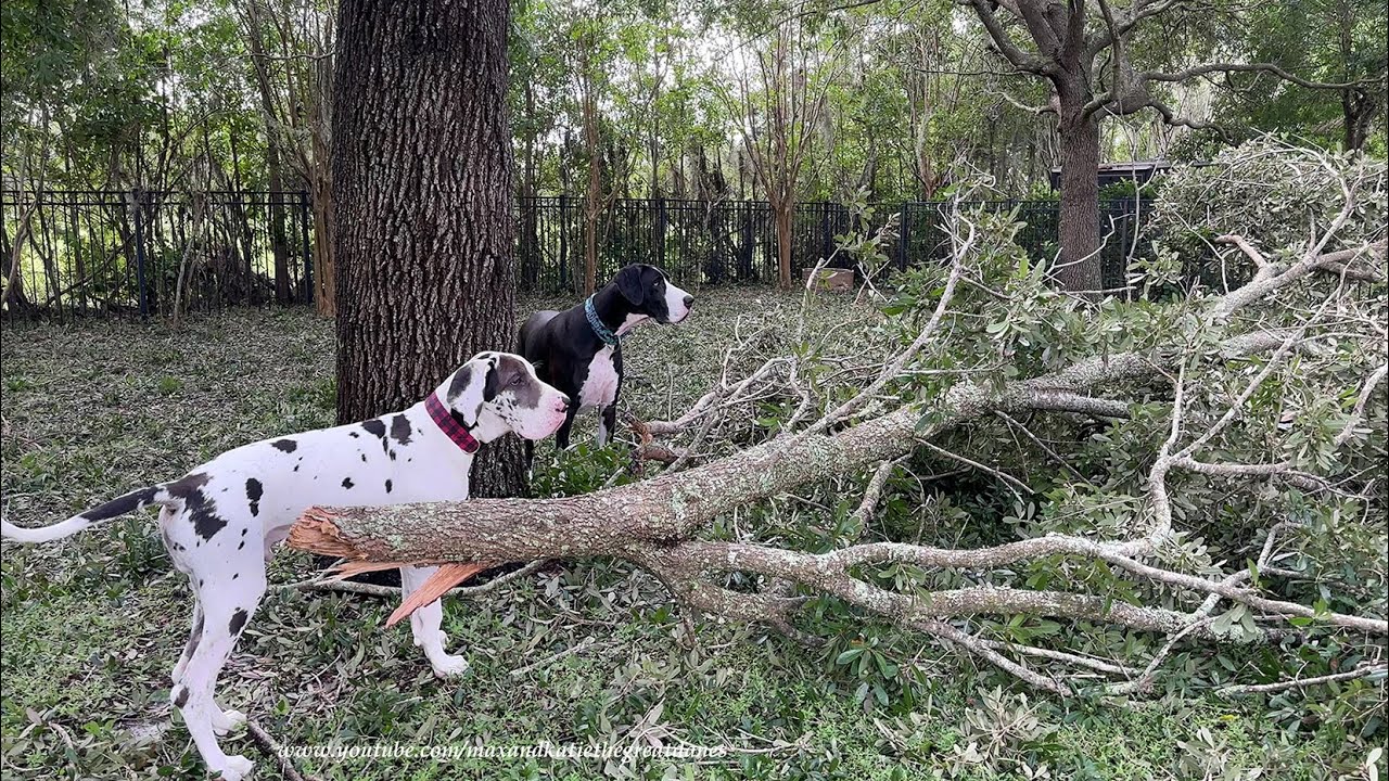 Tampa Florida Great Danes’ First Look & Sniffs The Morning After Hurricane Milton