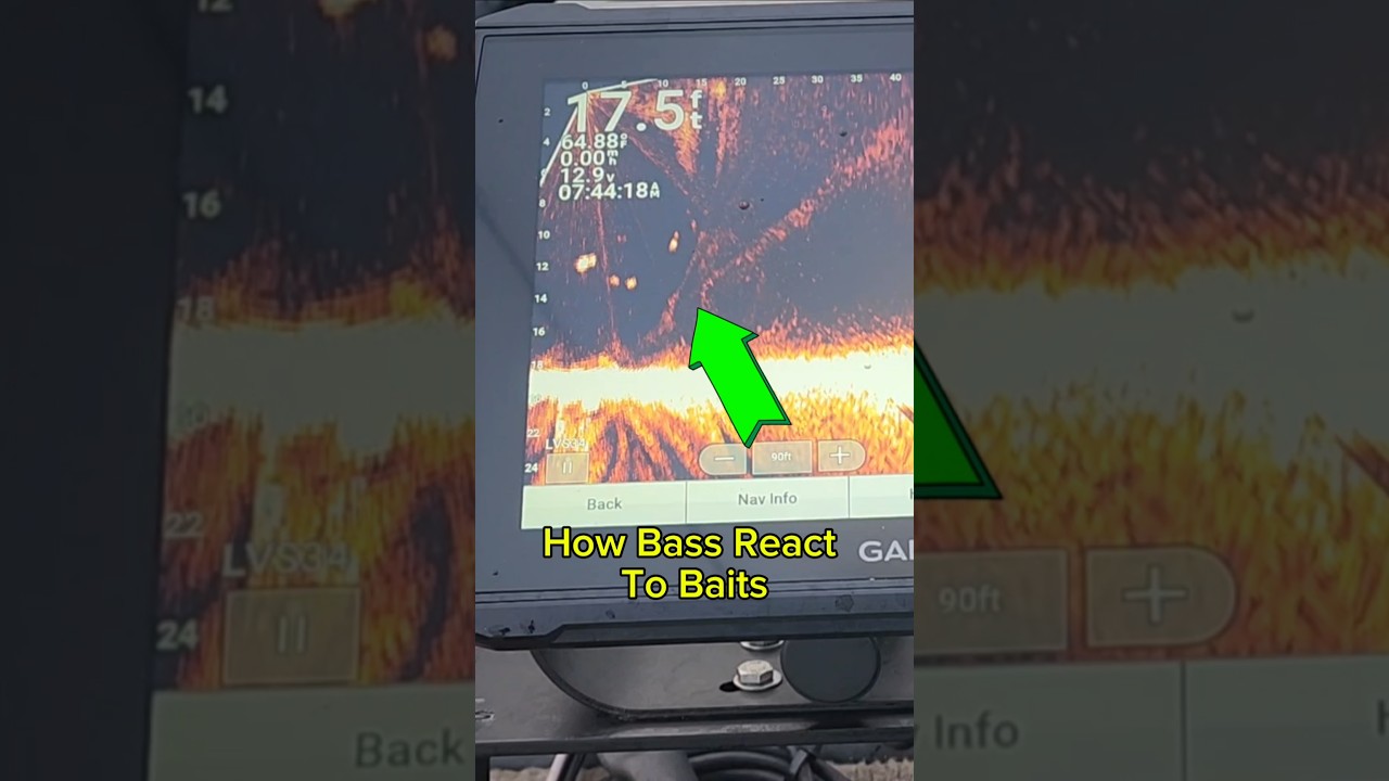 What BASS look like on LIVESCOPE 