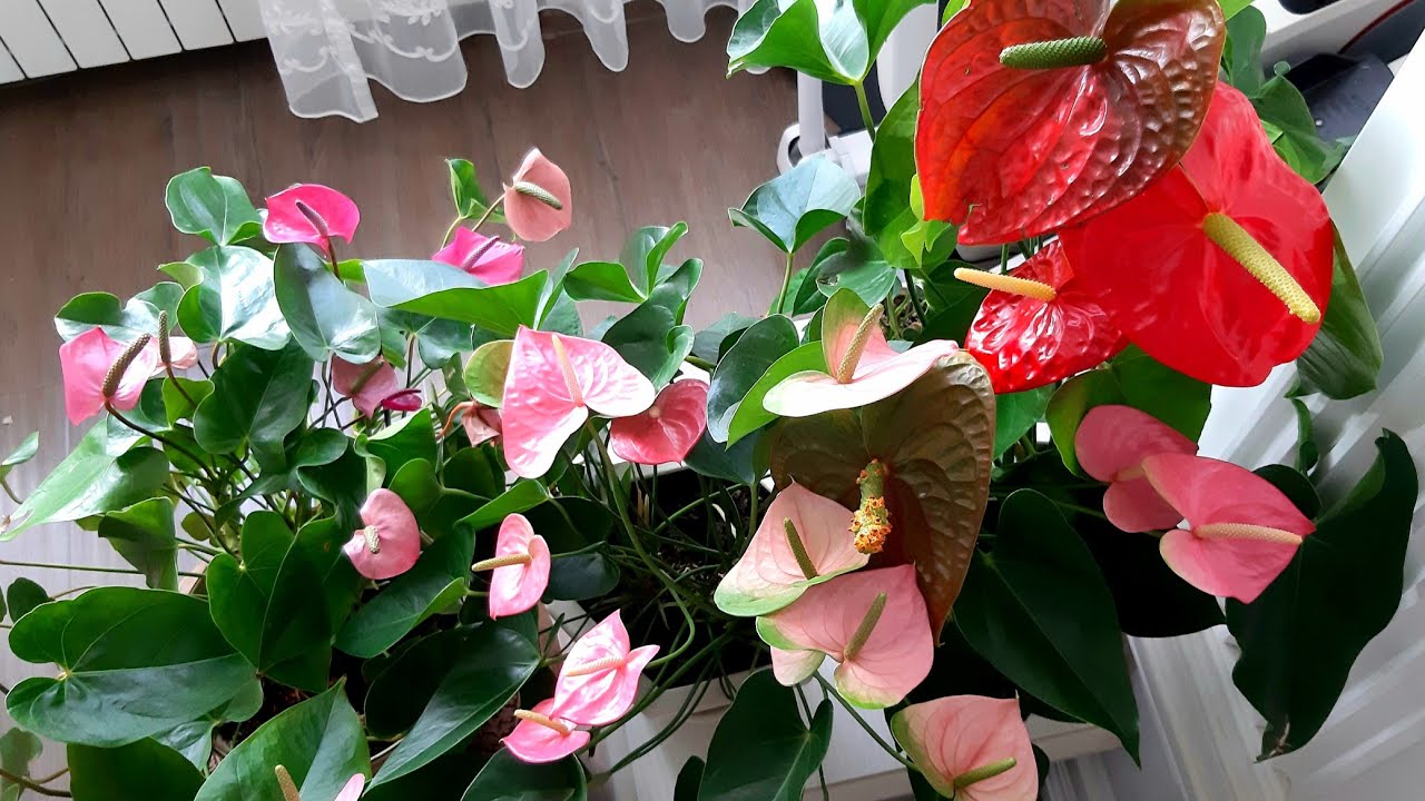 Как поливать антуриумы,чтобы они цвели постоянно❤👍