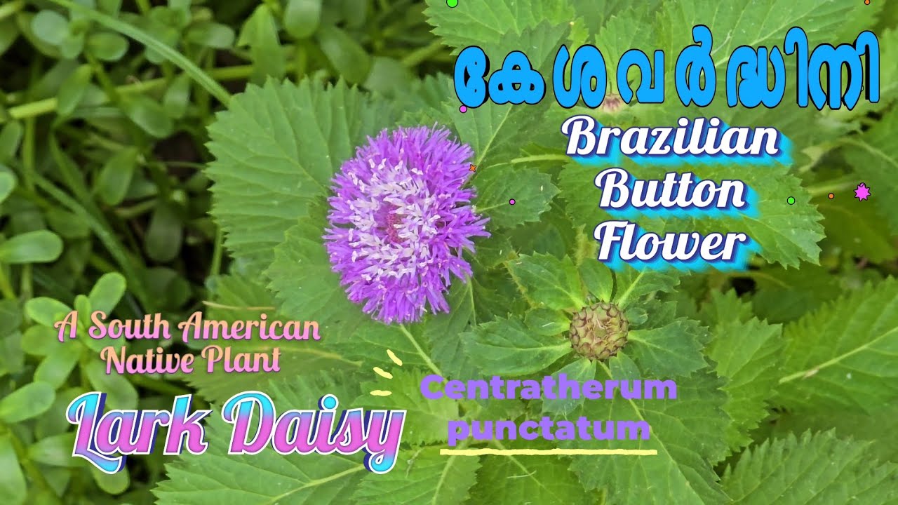 🪻കേശവർദ്ധിനി🪻Brazilian Button Flower 🪻Lark Daisy🪻Centratherum punctatum🪻The Violet Star of Healing🪻