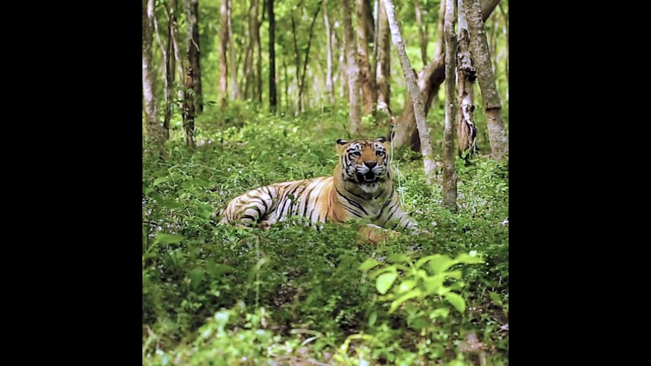 Thank You for protecting millions of animals ( World Animal Protection India)