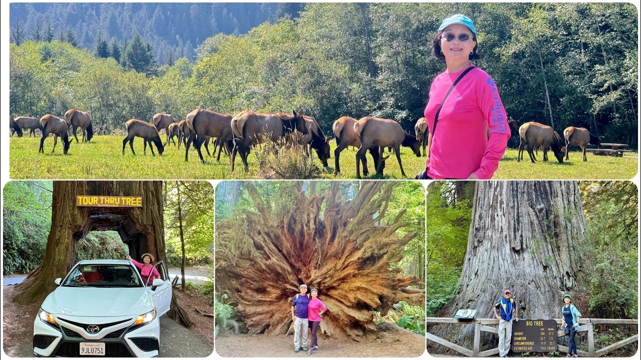 Redwood National andState Parks, 9/8-9/2024