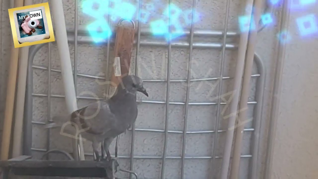 2ND CHILD OF PIGION AT MY BALCONY GROWN M RUNAWAY