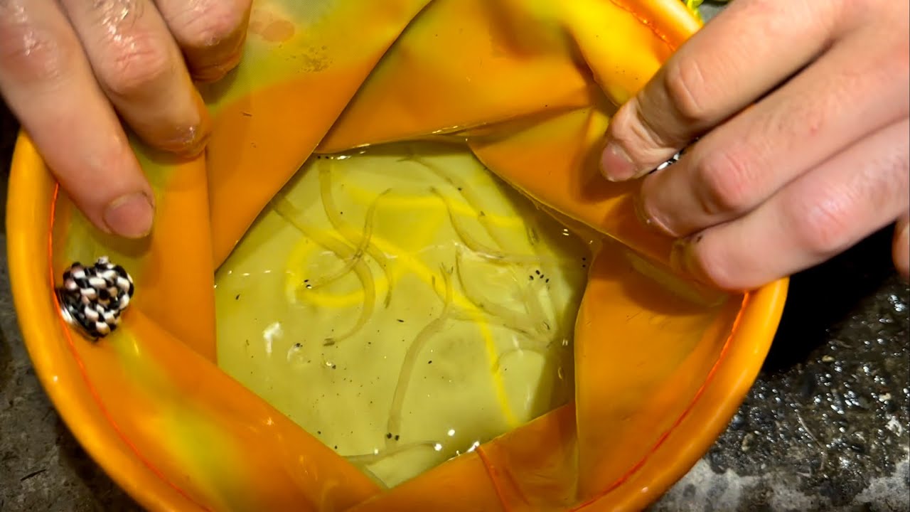 特大シラウオが無限に沸いてる