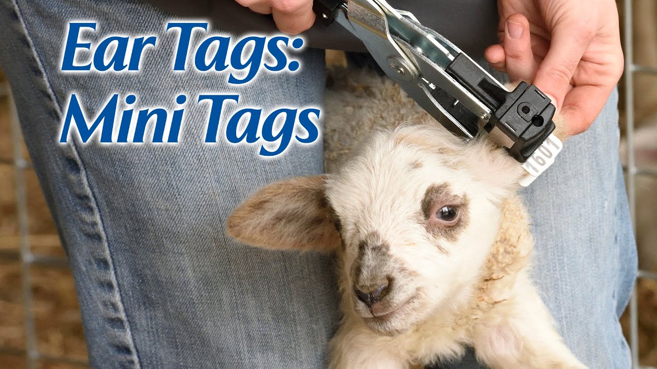 Ear Tags: Mini Tags