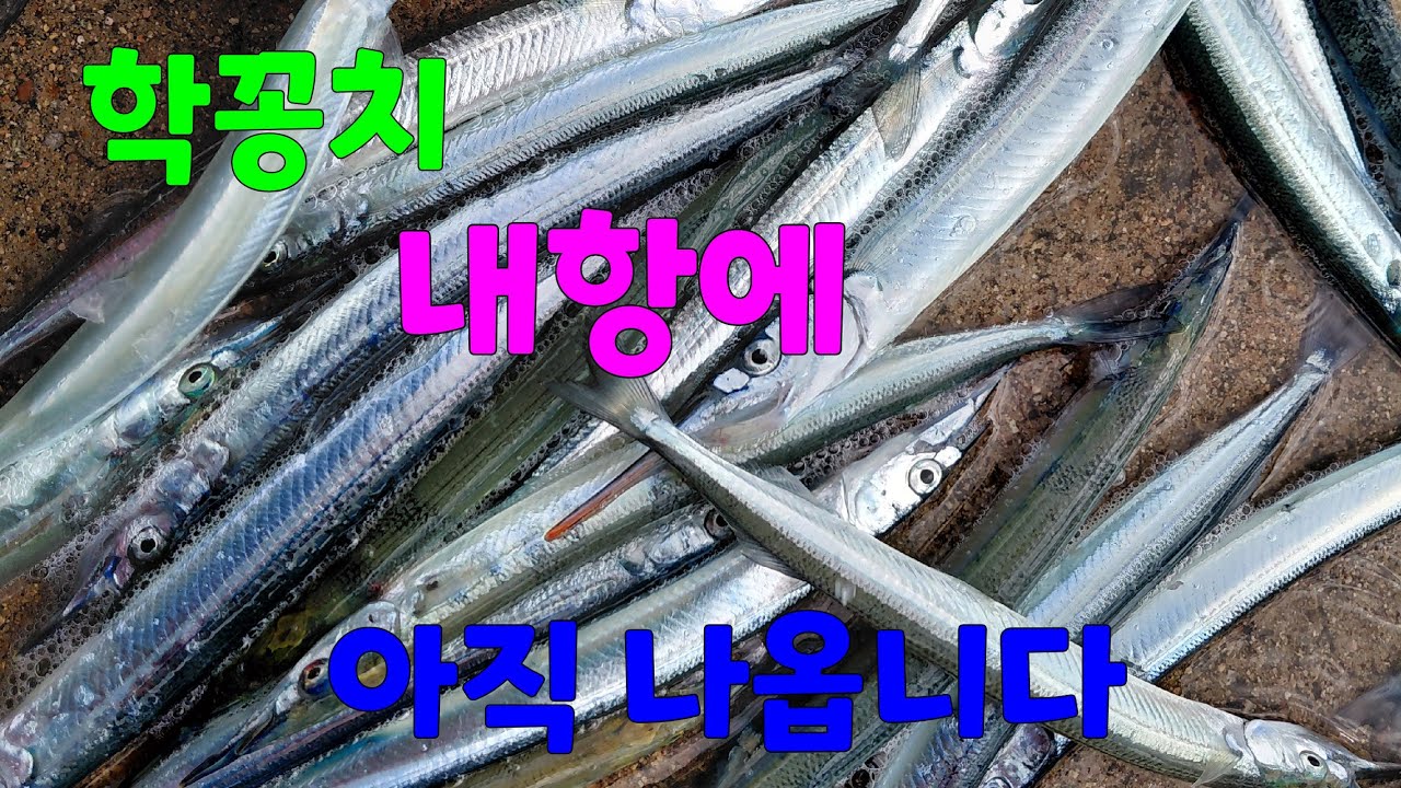 내항에 학꽁치는 여전히 나옵니다^^