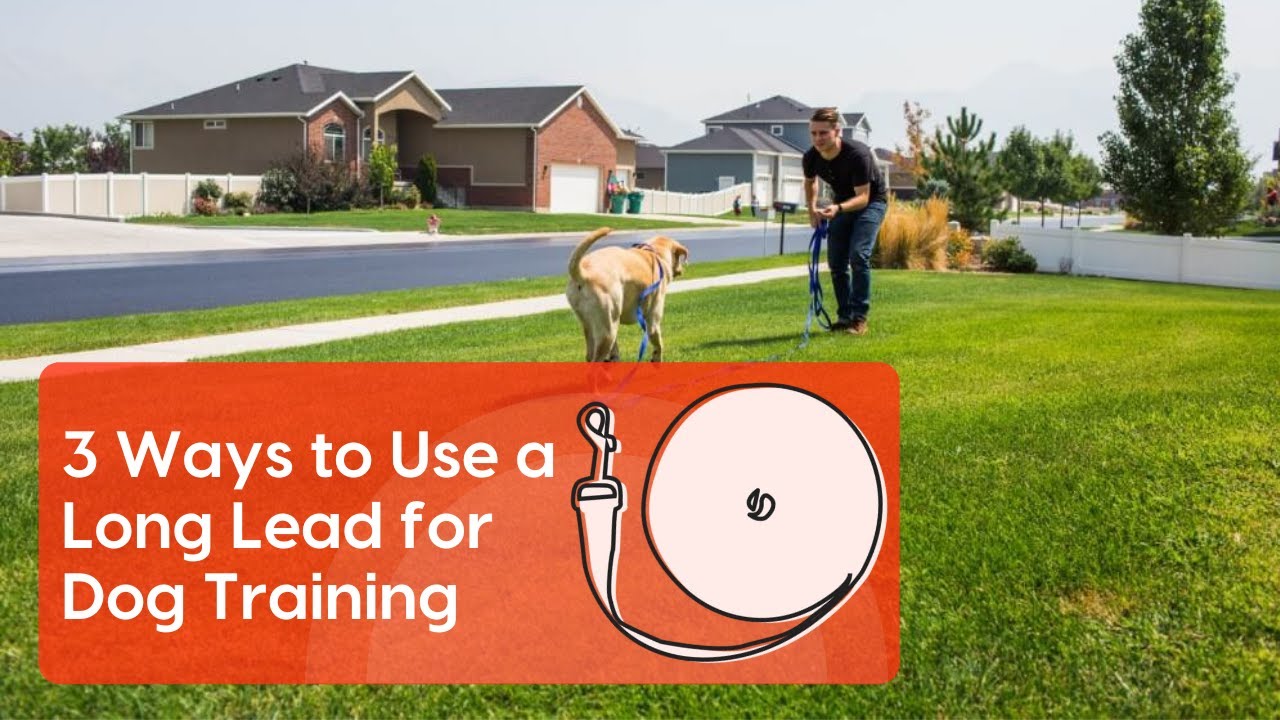 Long Leash Dog Training: 3 Powerful Behaviors to Teach With a Long Lead [with examples]