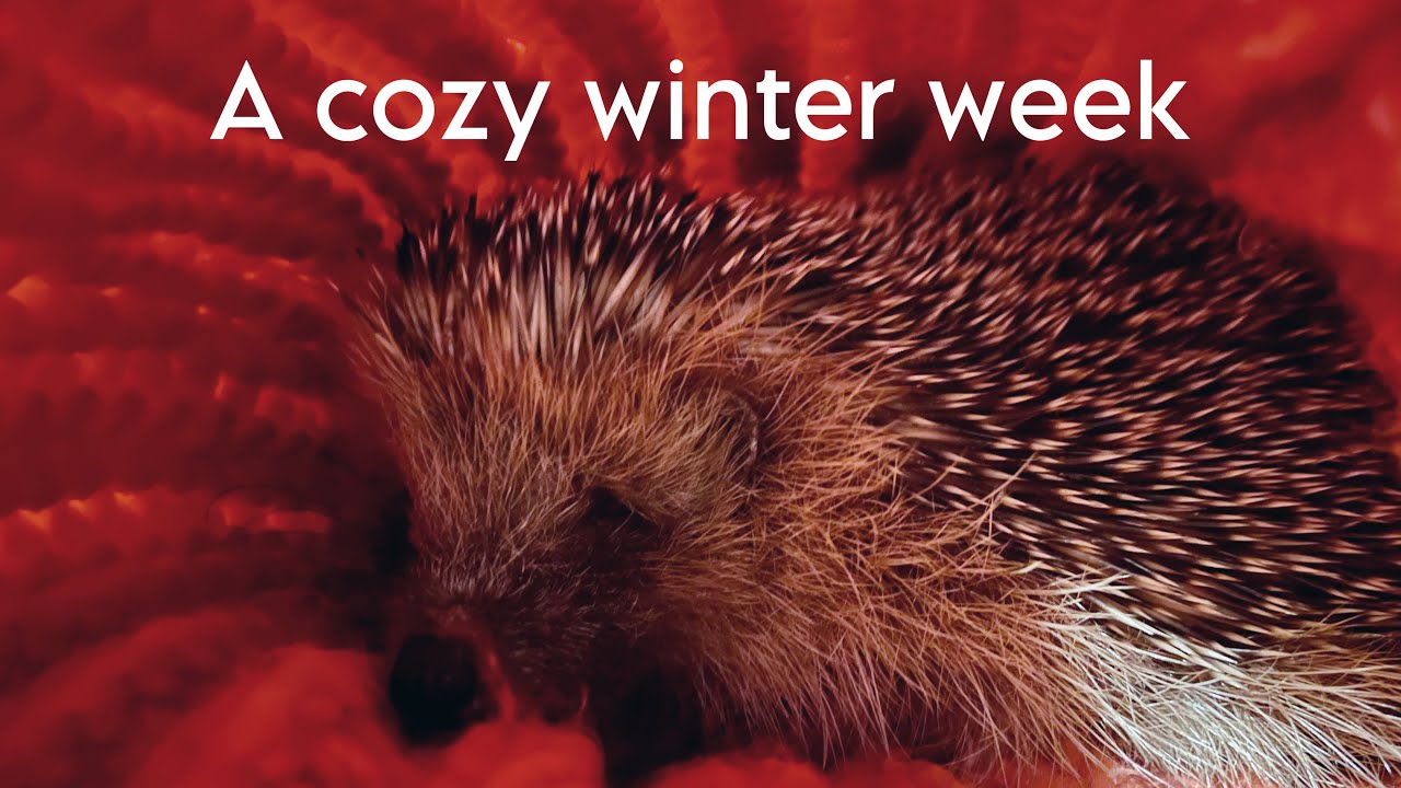 A wintery week in the British countryside VLOGMAS