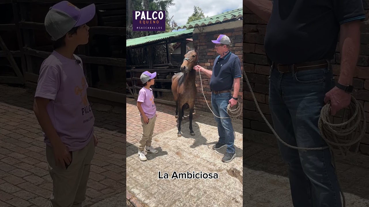 La Ambiciosa - Criadero Chapala Ponderosa