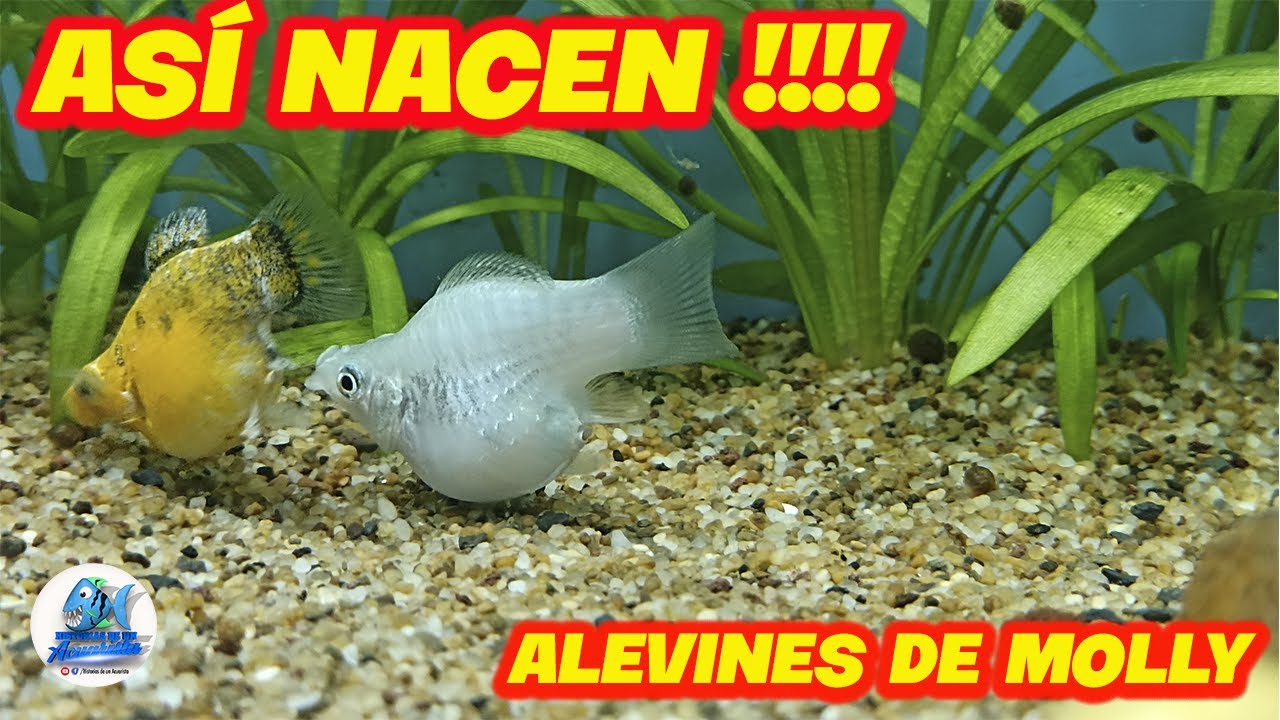 Nacimiento de alevines Pez Molly Balon