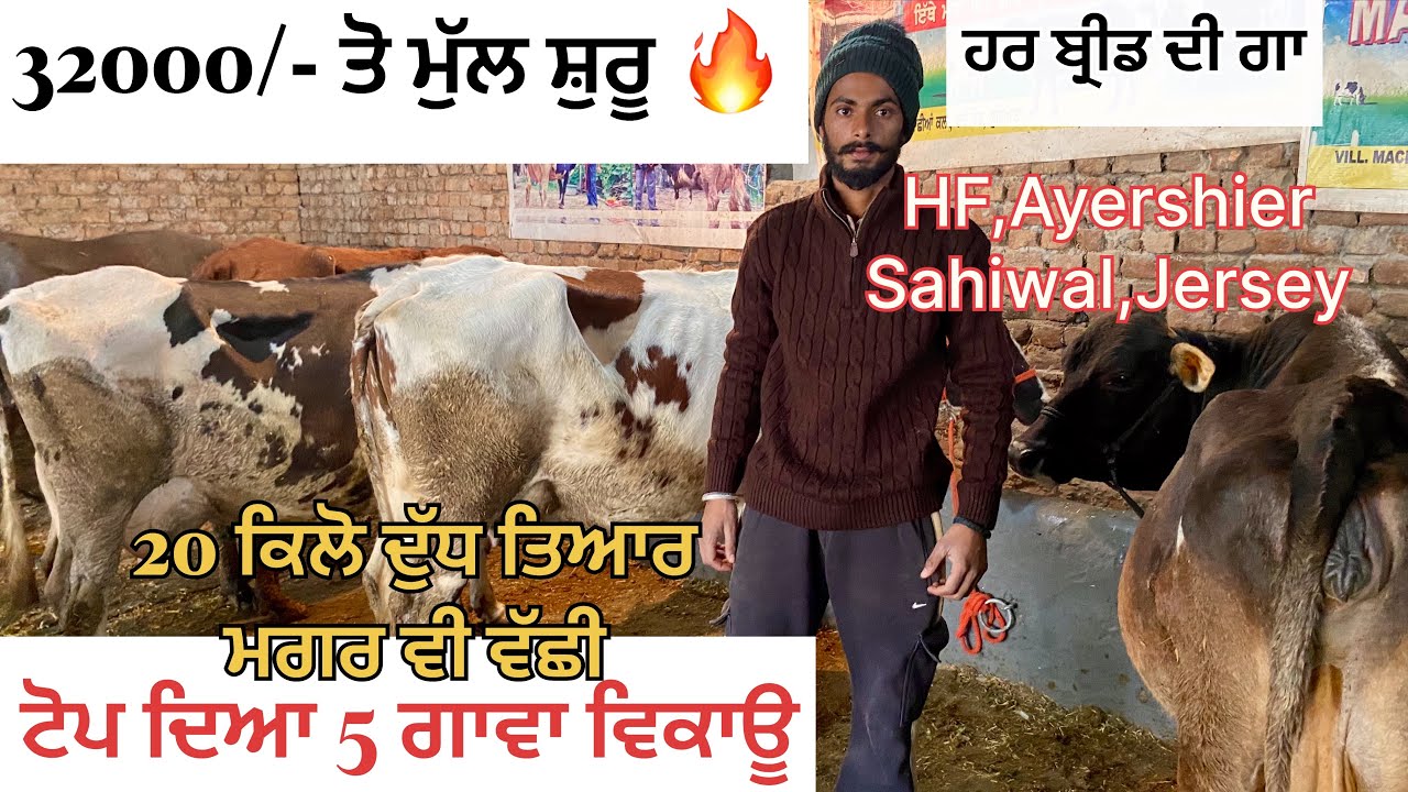 32000/- ਤੋ ਮੁੱਲ ਸ਼ੁਰੂ | 5 ਗਾਵਾ ਵਿਕਾਊ | 5 cows for sale at ludhiana | 5 गाय सेल के लिए #cows #hf #cow