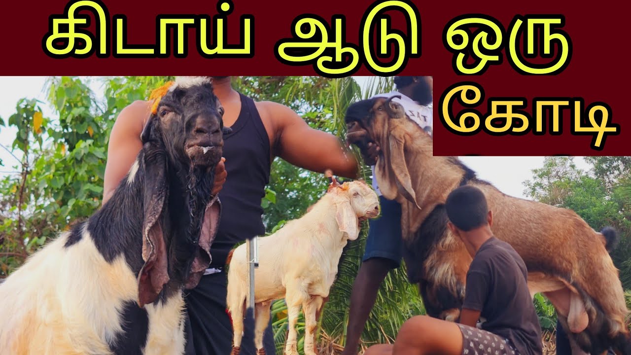 #goatlife யாழ்ப்பாணத்து பிரான்பற்றில் ஒரு கோடி ரூபாய் பெறுமதியுள்ள கிடாய் ஆடுகள் | வேள்வி