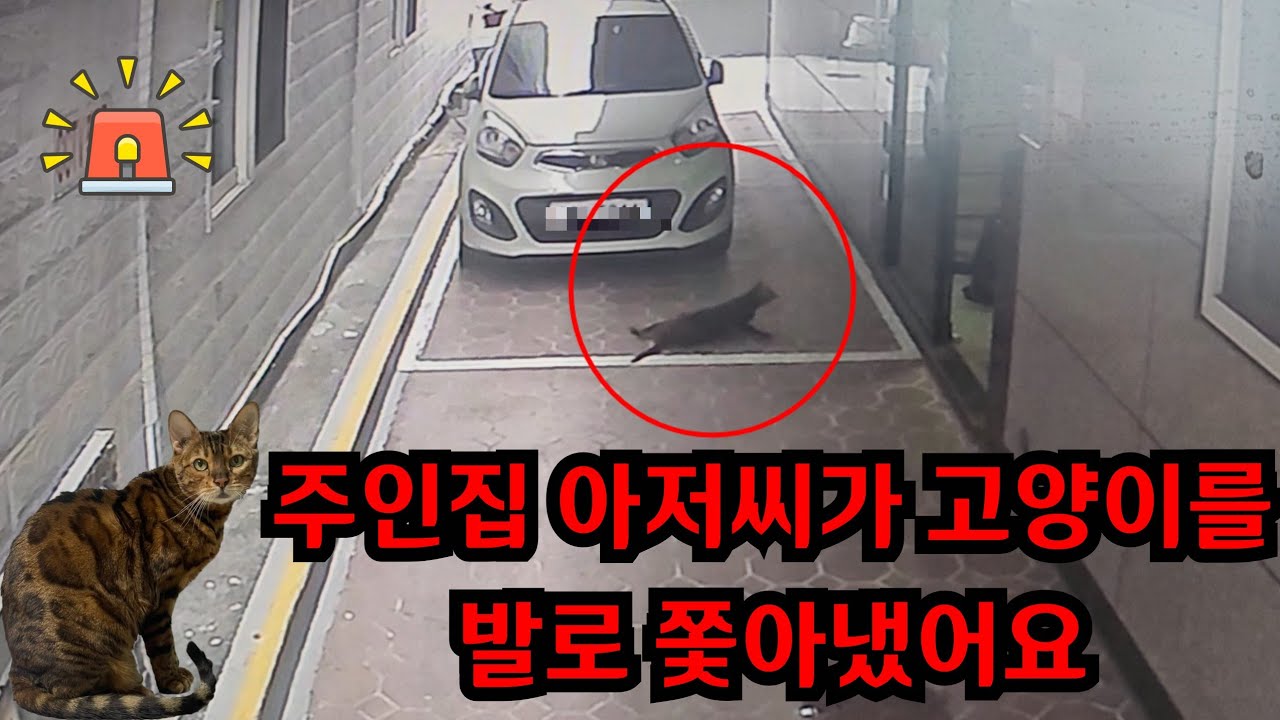빌라 계단에 앉아 있는 뱅갈고양이를 아저씨가 쫓아내어 사라져 버렸어요
