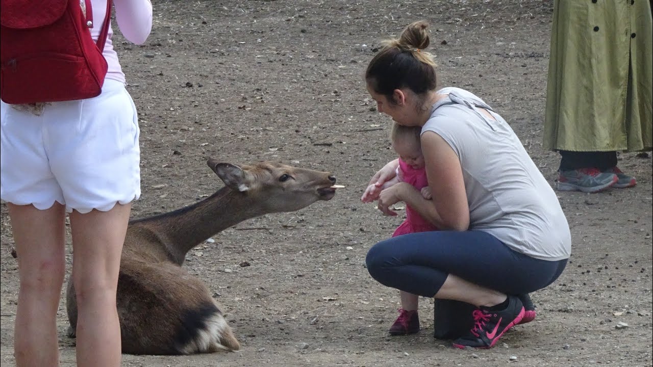 【奈良 NARA】Youは何しに日本へ～鹿に遊んでもらう外国人観光客、鹿をいじめる外国人観光客　Playing with deer in Nara Park