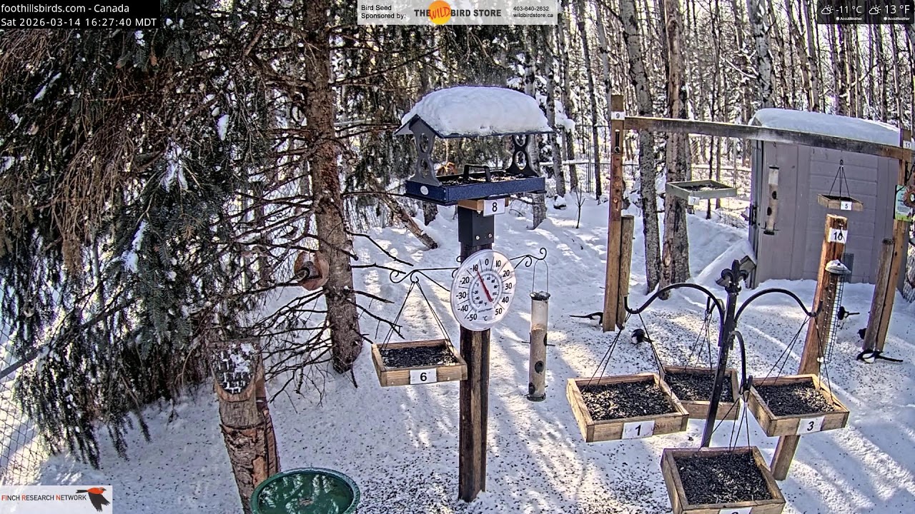 2026-03-14 - Foothills Birds - Foothills, AB - Live Stream Bird Feeder Cam (FiRN)