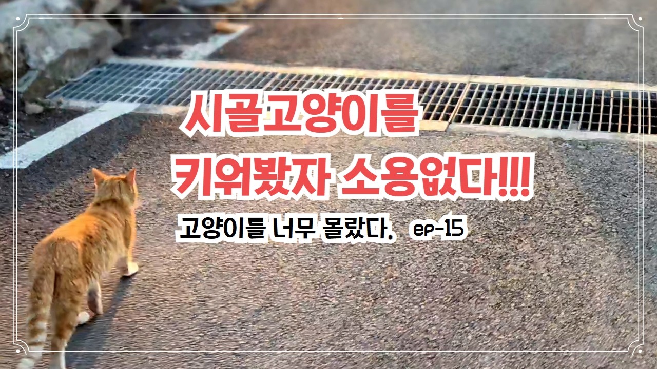 시골고양이 키워봤자 소용없다.
