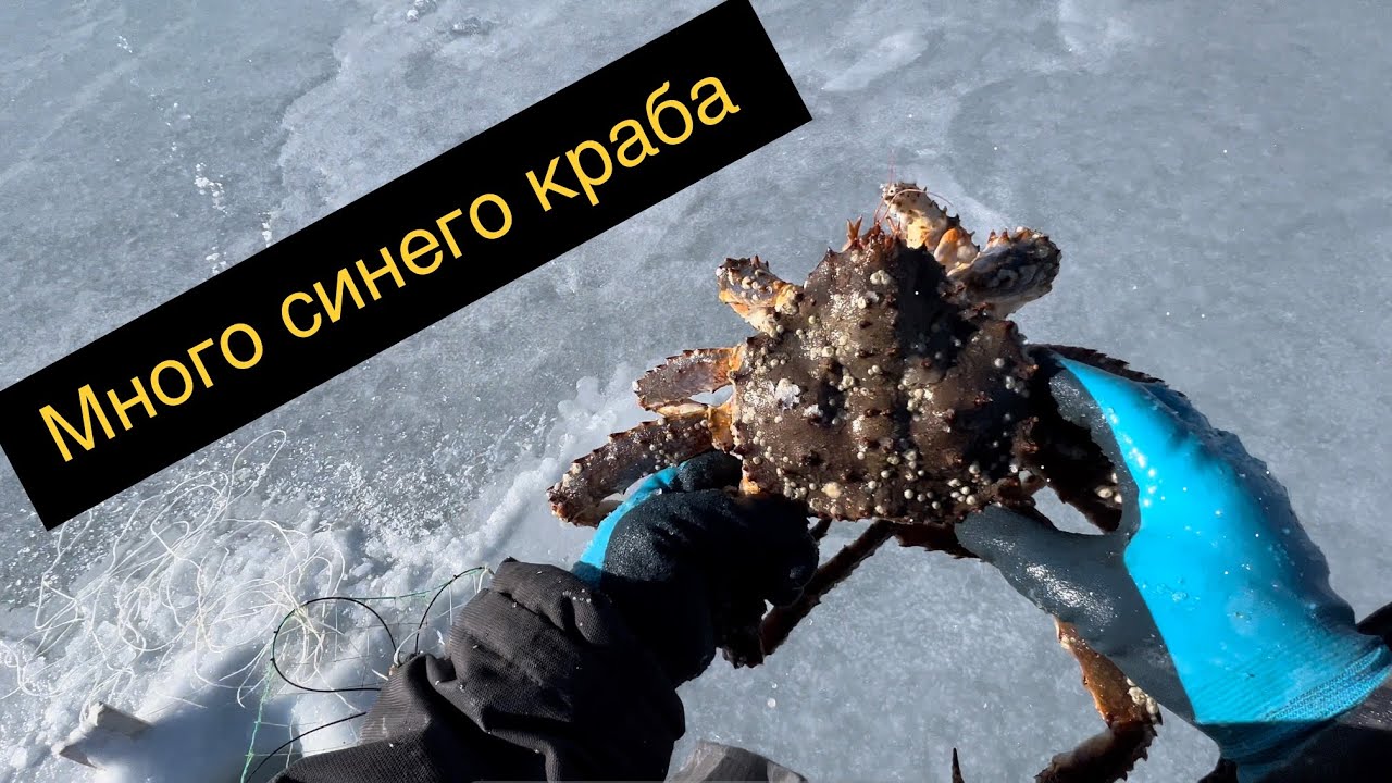 МНОГО СИНЕГО КРАБА / BLUE CRABS. MAGADAN