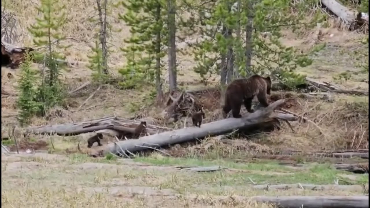 What they don't tell you about Yellowstone...