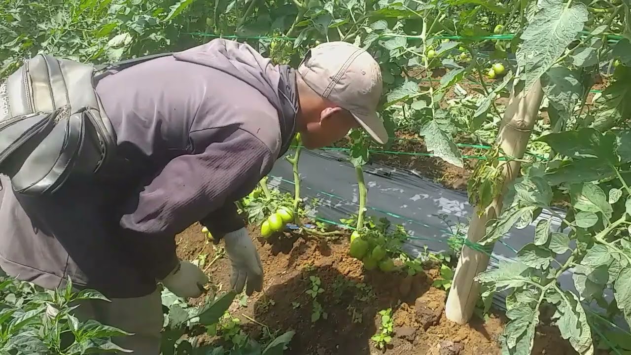 Proses pruning daun tomat