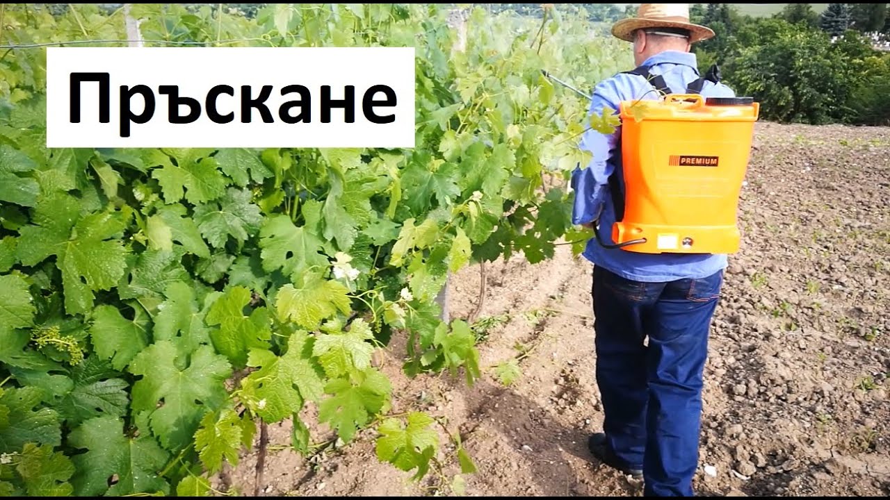 Пръскане на Лозя против мана, брашнеста мана