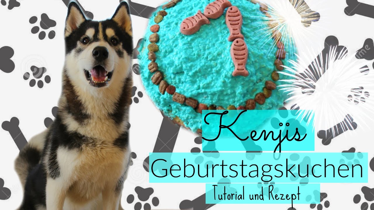 HUNDEKUCHEN  Thunfisch - Rezept I Husky Kenjis erster Geburtstagskuchen I KENJI ☆ I ellylicious♡
