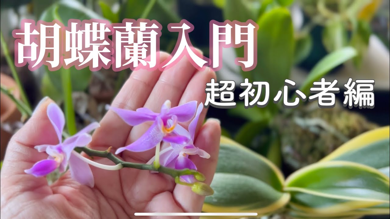 【意外と難しくない！】胡蝶蘭を育て始める前の私が知りたかった疑問について答えてみた
