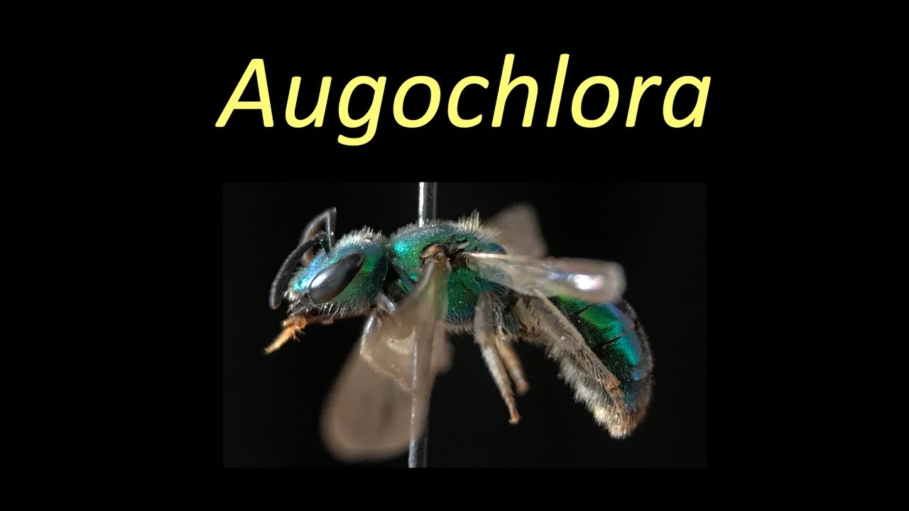 Augochlora