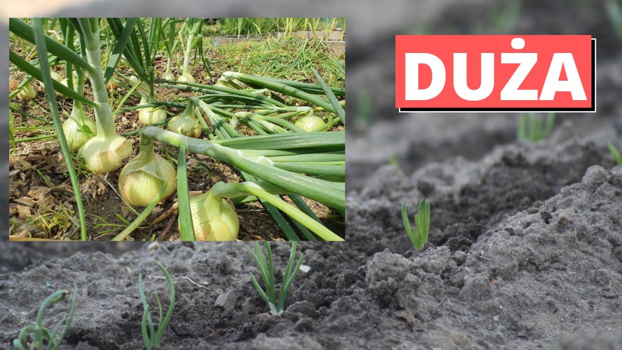 Cebulę sadź bardzo płytko a będzie duża