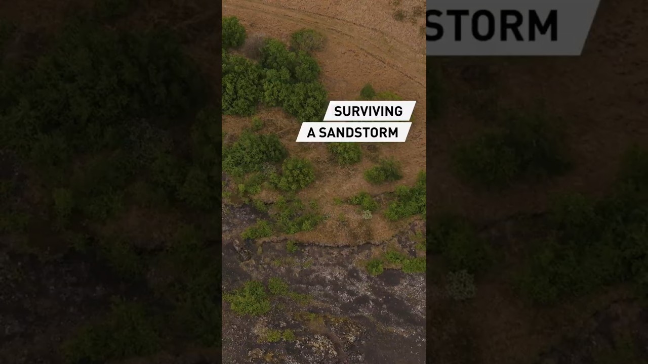Surviving a sandstorm