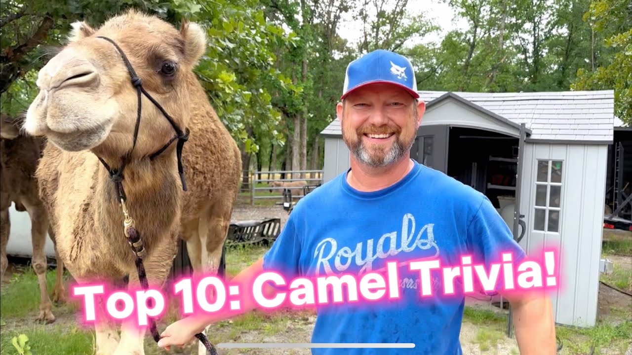 Top 10 Camel Questions