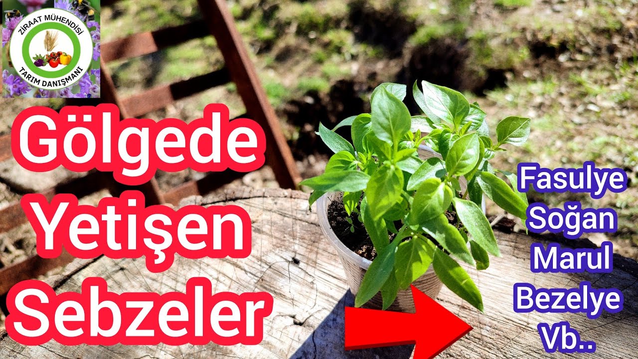 Gölgede Yetişen Sebzeler🌱Bu Sebzeleri gölgede Dikerseniz Daha Verimli Olur🥦Sebzeler Neden İnce Olur🥬