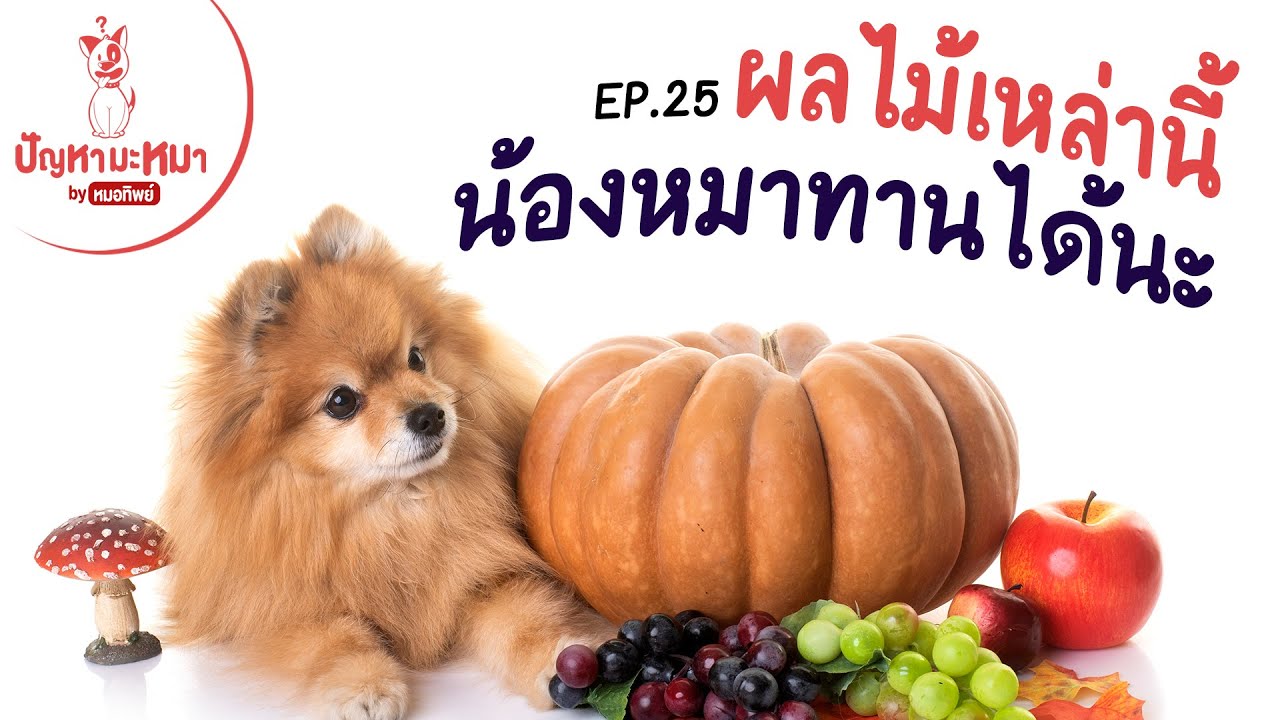 ผลไม้อะไรที่น้องหมากินได้บ้าง? | ตอบปัญหามะหมา EP.25