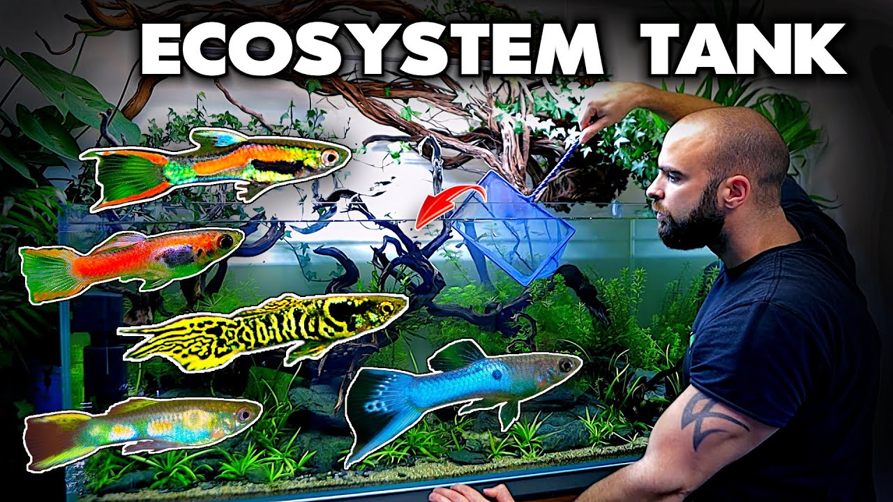 ADDING MALE ENDLER GUPPYS | ECOSYSTEM BUILD (EP6) | MD Fish Tanks